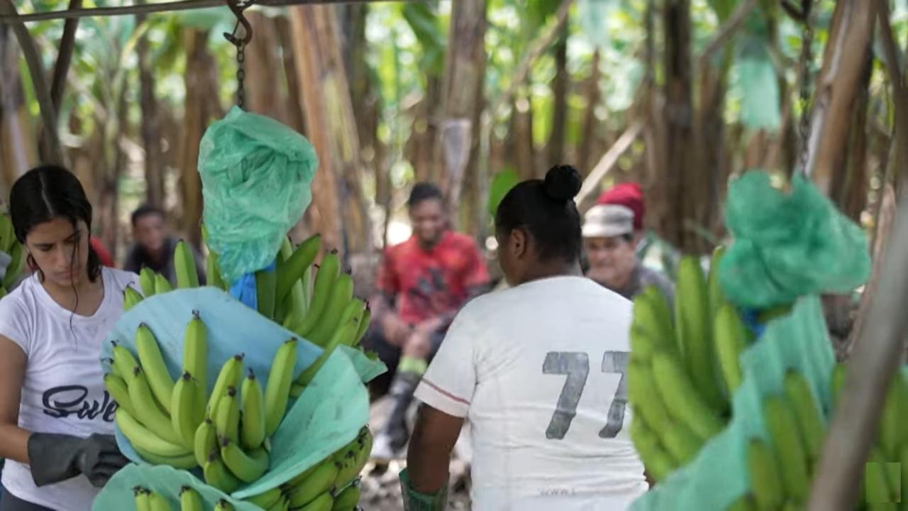 Obreros ecuatorianos recolectando plátano. Captura de pantalla.