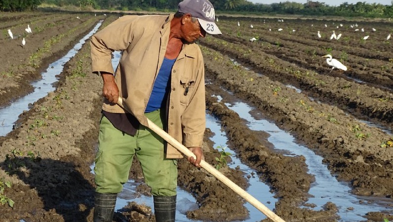 Un campesino cubano trabaja en el campo.