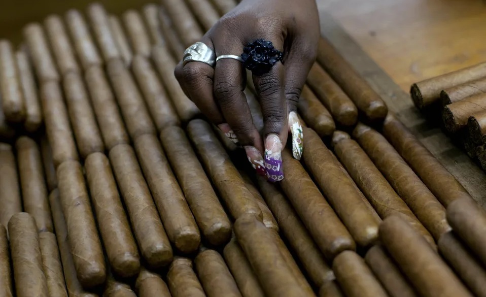 Cubana organizando tabacos.