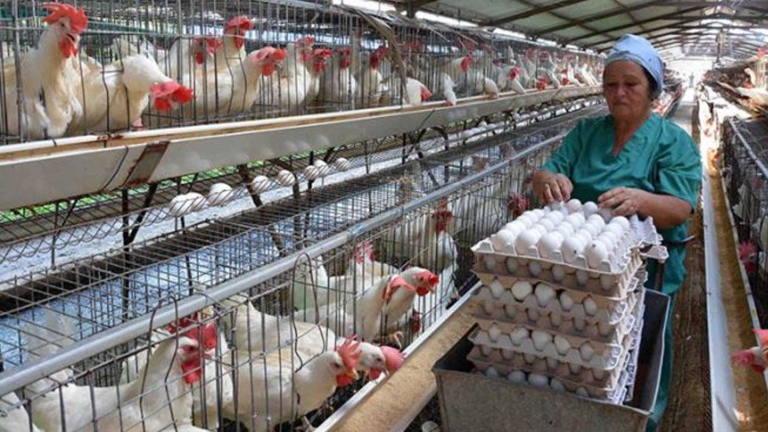 Una granja avícola en Cuba.
