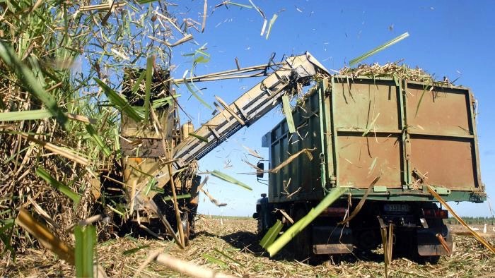 Mechanized sugar cane cutting.