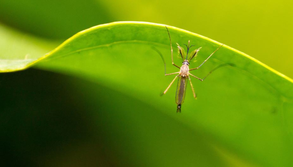 Un mosquito transmisor de enfermedades.