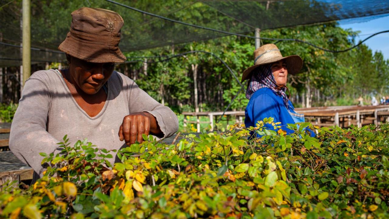 Mujeres trabajan en la agricultura en Cuba.