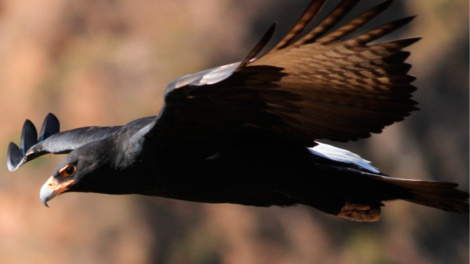 Águila negra africana.