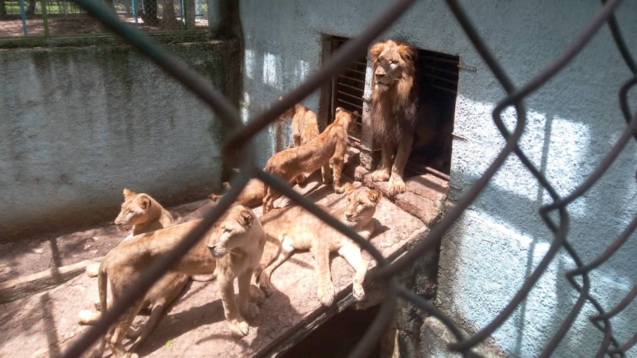 Leones en el Zoológico de Camagüey.