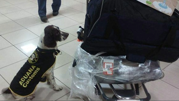 Un perro entrenado para detectar drogas en un aeropuerto.