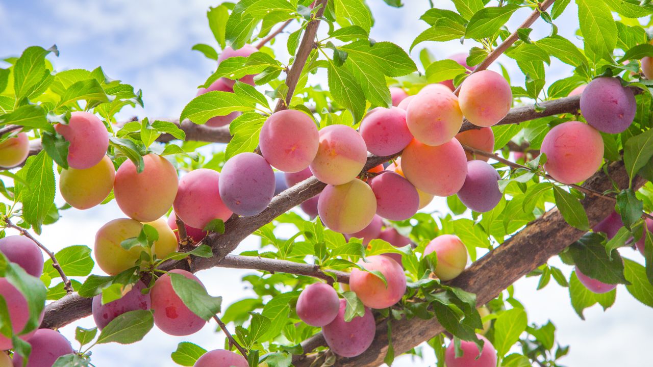 Ciruelo con frutas.