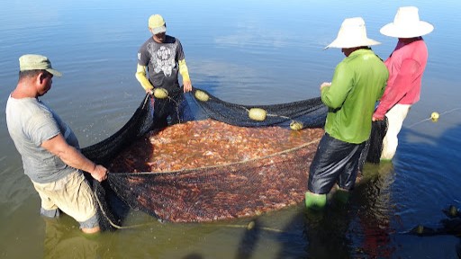 Pescadores en Cuba.