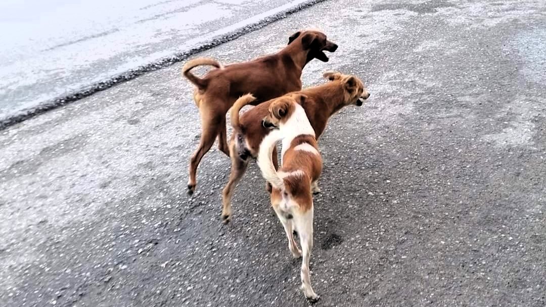 Perros callejeros en Cuba.