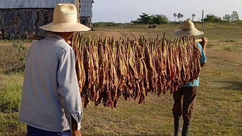 Campesinos cubanos que cosechan la variedad de tabaco de sol en palo.