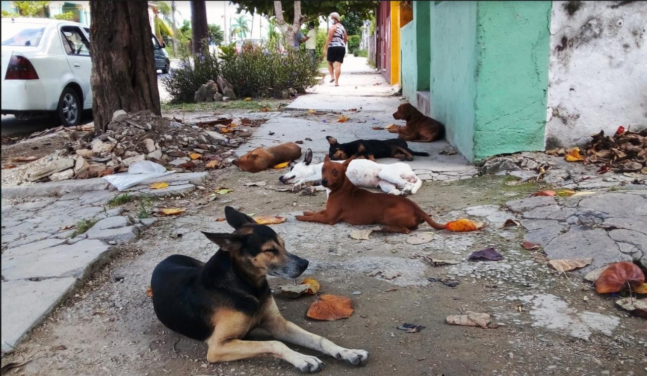 Perros callejeros en Cuba.