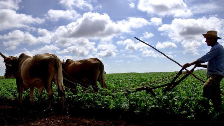 Productor agrícola en Cuba.