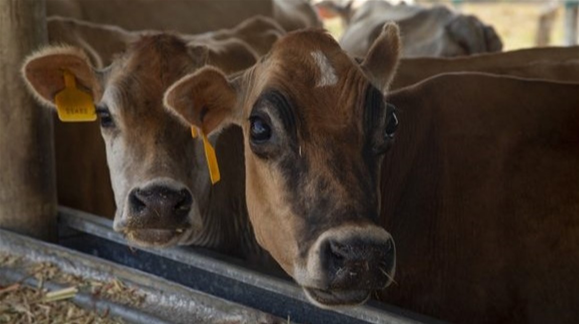 Vacas de Pinar del Río.