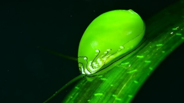 Fotografía de los cubanos ganadora de la categoría macro.