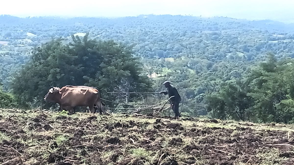 Un campesino cubano ara la tierra en Guantánamo.