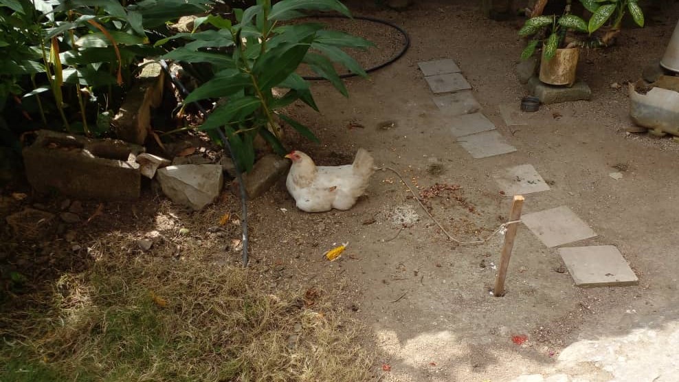 Una gallina en un patio familiar de Cuba.