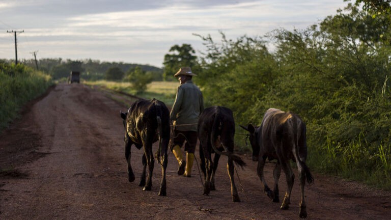 Un campesino cubano con sus reses.