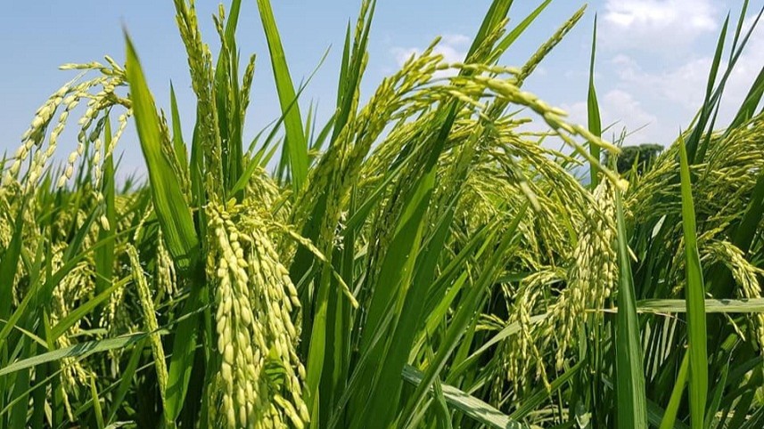 Cultivo de arroz.