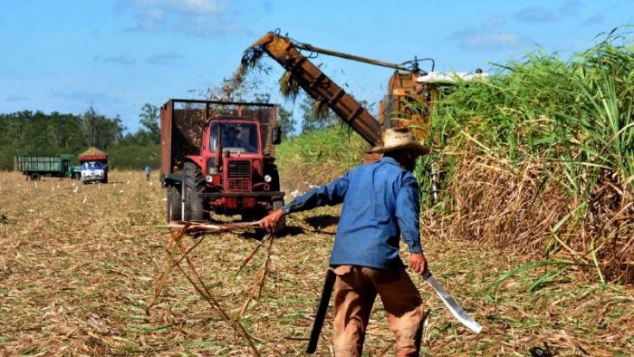 Una combinada cañera y un machetero en la zafra en Cuba.