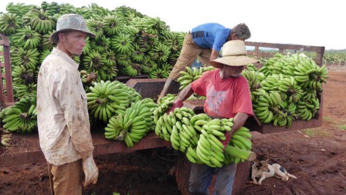 Campesinos cubanos.