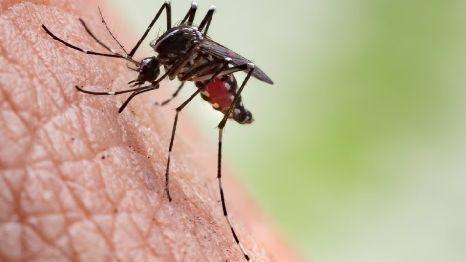 Un mosquito Aedes aegypti, transmisor del dengue.