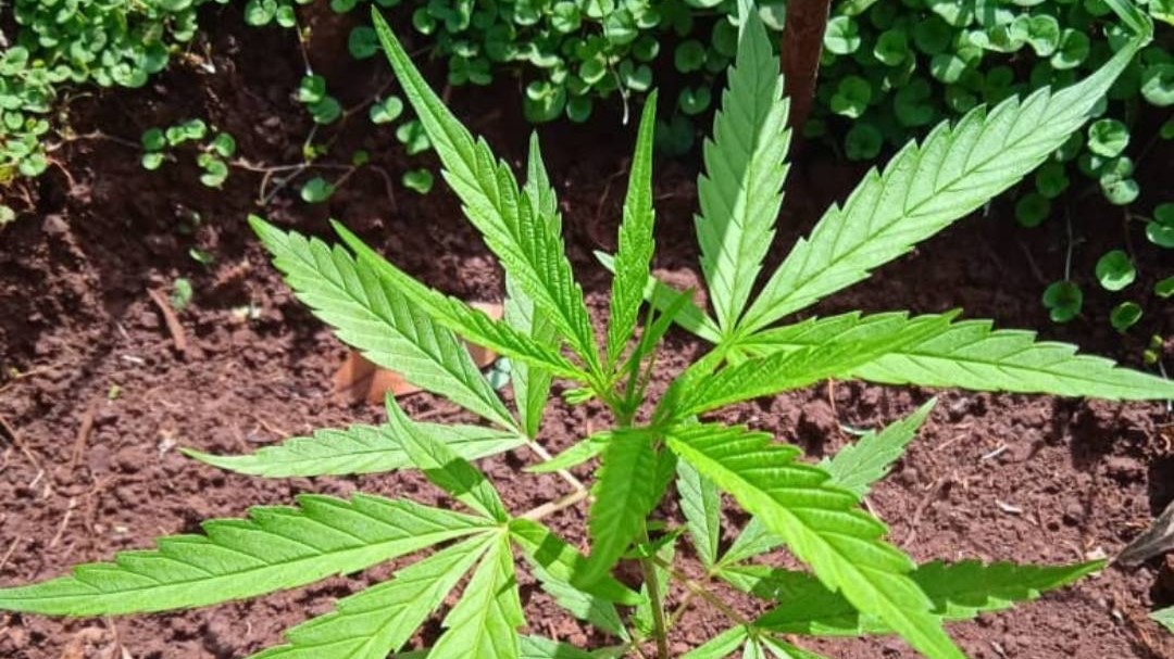 Planta de marihuana detectada en Santiago de Cuba.