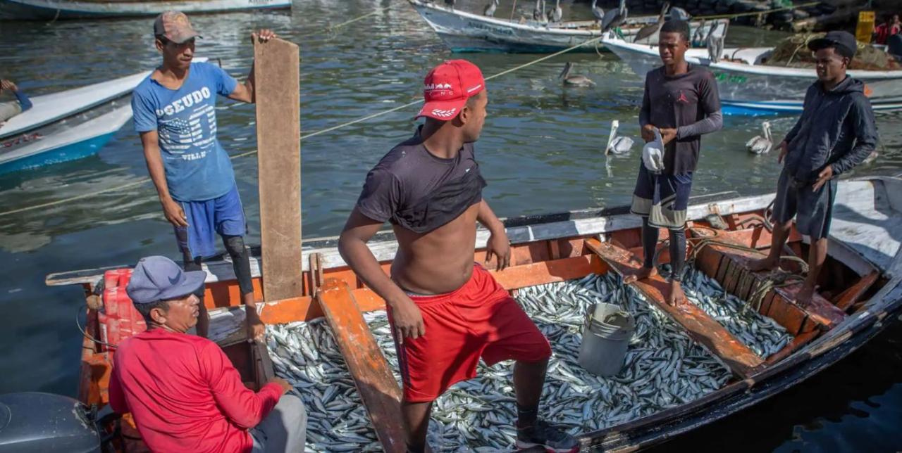 Captura de sardina en Venezuela.