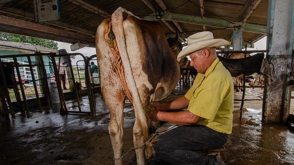 Un campesino ordeña una vaca en Cuba.