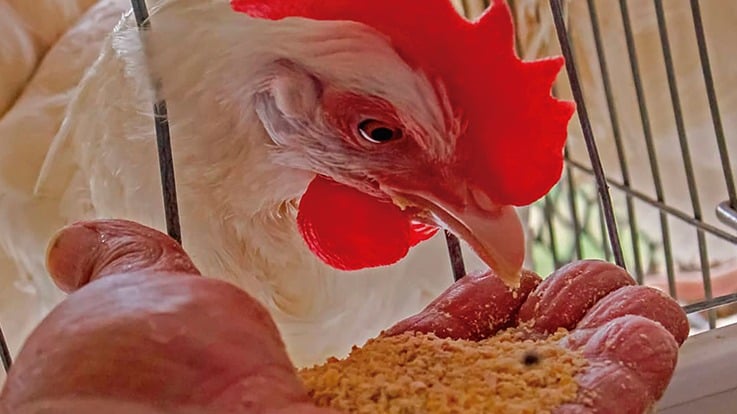 Una gallina en una nave avícola en Cuba.