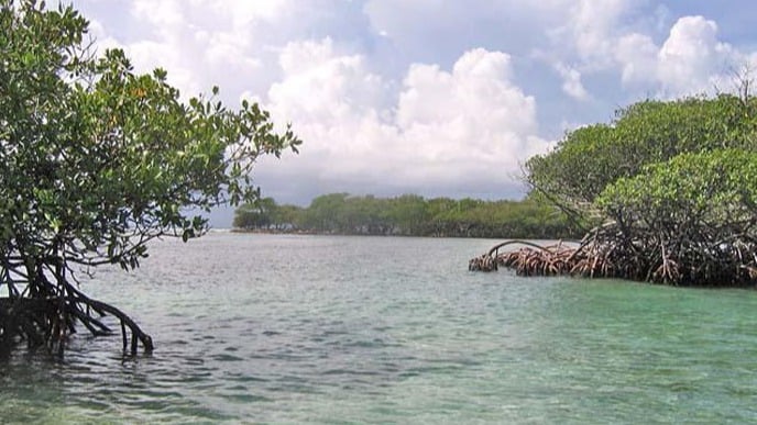 Manglares costeros en Cuba.