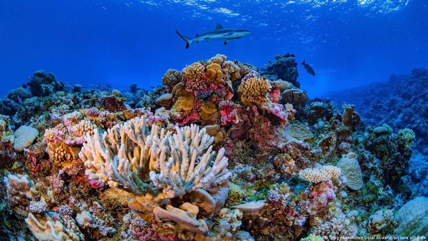 Barrera coralina en Cuba.