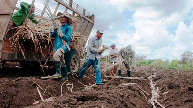Siembra de caña en Cuba.