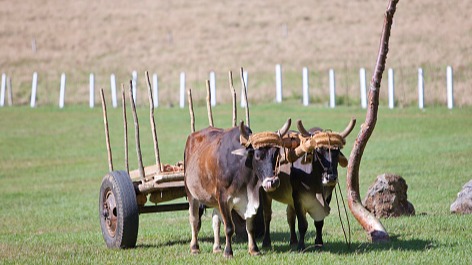 Una yunta de bueyes en el campo en Cuba.