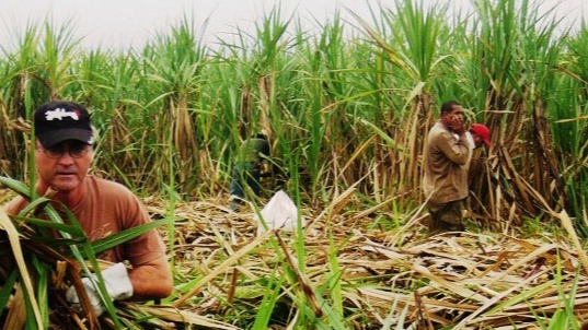 Macheteros en un corte de caña en Cuba.