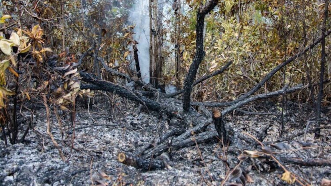 Daños causados por un incendio forestal en Pinar del Río.