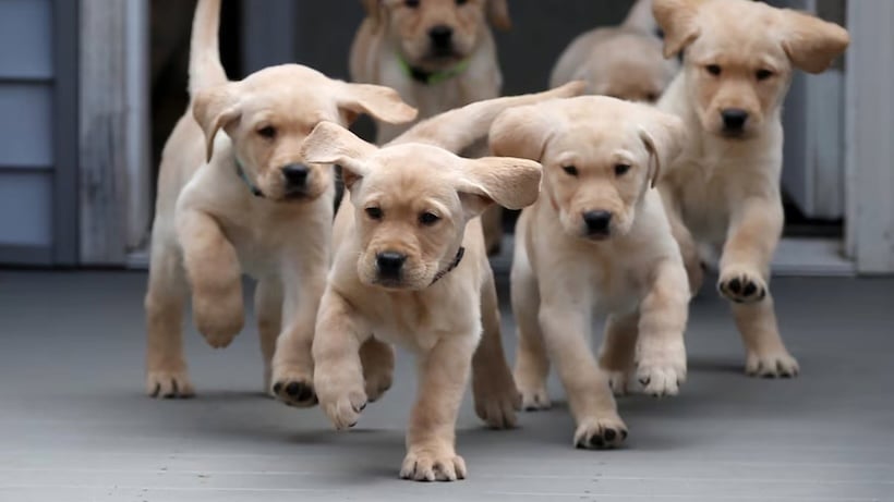 Cachorros de golden retriever.