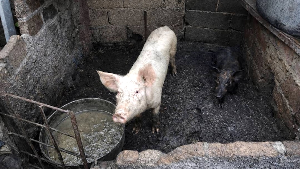 Cría de cerdos en una casa en Santiago de Cuba.