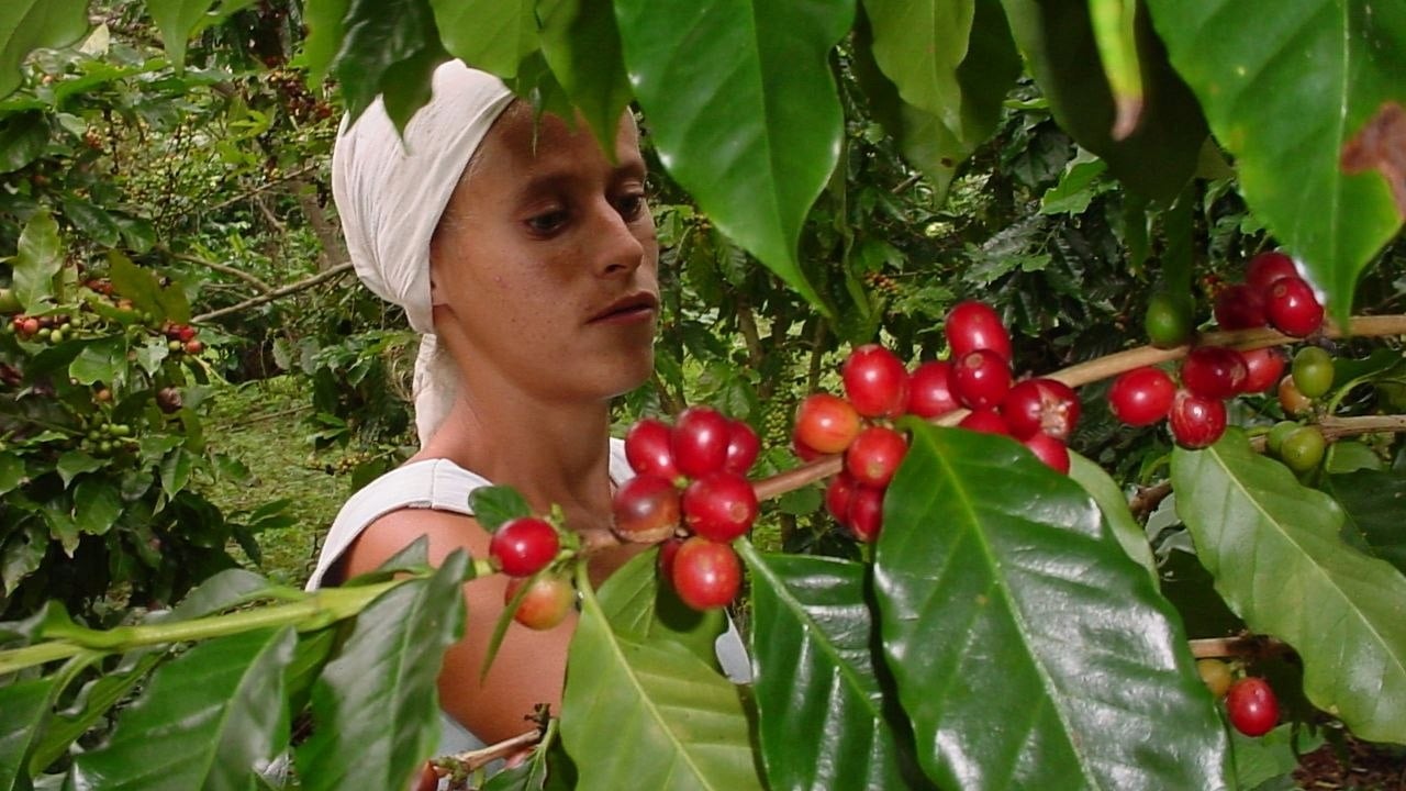 Recogida de café.