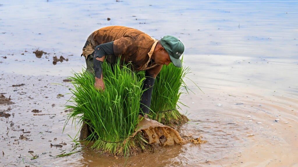 Un trabajador agrícola en Cuba.