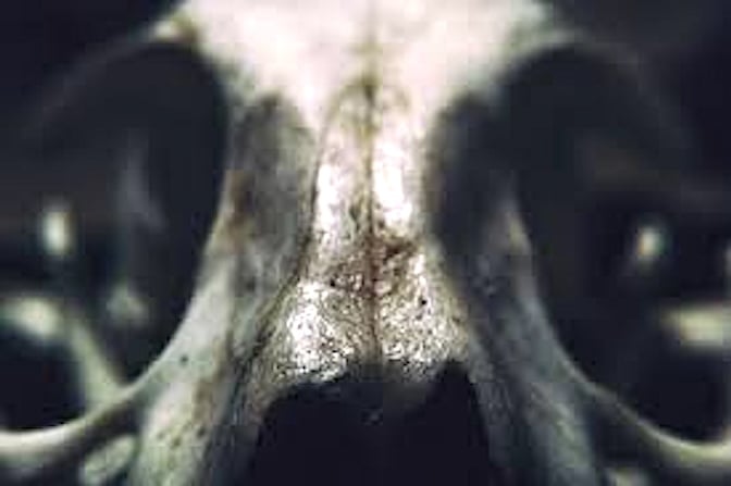 Cabeza de animal.