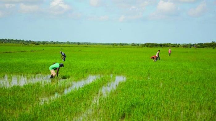 Un campo de arroz en Cuba.