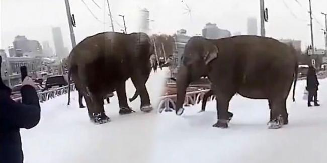 Elefantes sueltos en Ekaterimburgo.