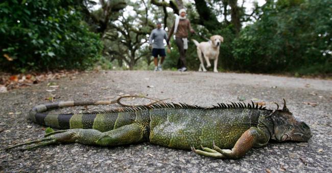Una iguana en el sur de la Florida, tras caer de un árbol.