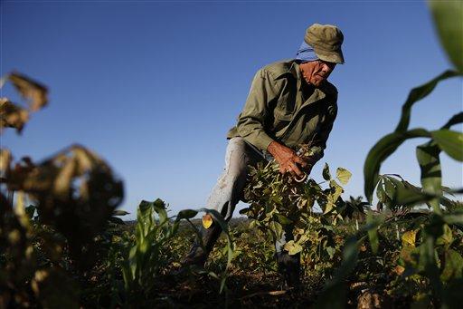 Un campesino cubano atiende una plantación de frijoles.