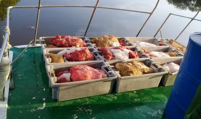 Cargamento de langosta capturado en mares de la Isla de la Juventud.