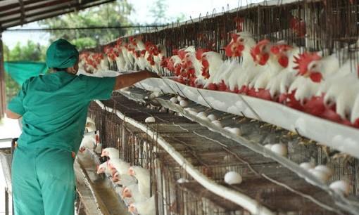 Producción avícola cubana.