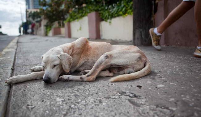 Un perro callejero descansa en las calles de Cuba.