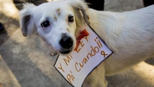 Un perro mascota en una protesta por una Ley de Protección Animal.