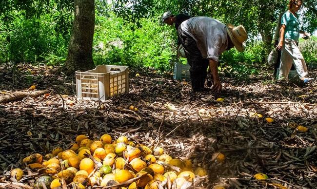 Campesinos cubanos recolectan mangos.