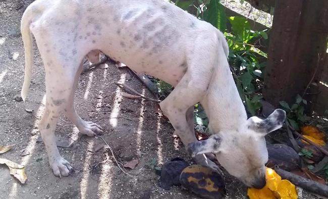 Un perro flaco comiendo mangos en Mayarí, Holguín.